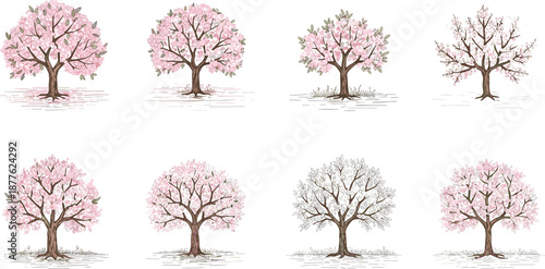 Beautiful cherry blossom tree illustration set with delicate pink flowers, perfect for spring season designs, botanical artwork, and landscape patterns