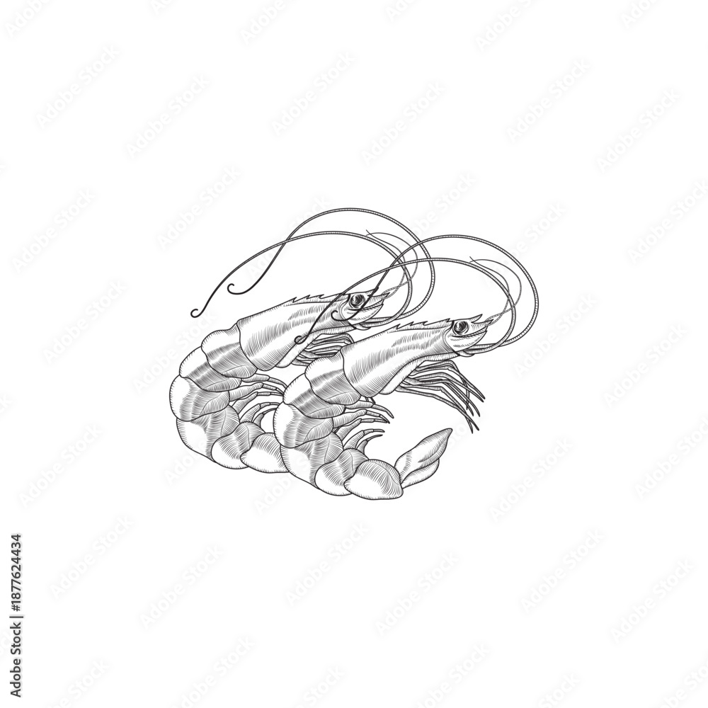 Fototapeta premium Vector illustration of a shrimp