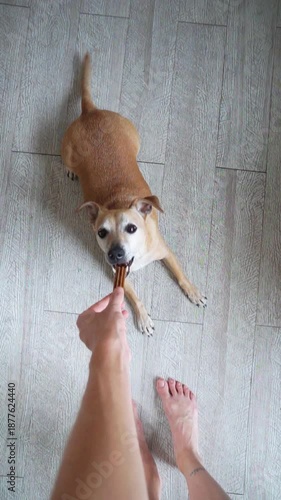 Owner giving a treat to a small dog at home