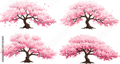 Beautiful cherry blossom tree vector illustration with pink flowers, spring season nature design, Japanese sakura artwork, floral decorative element.