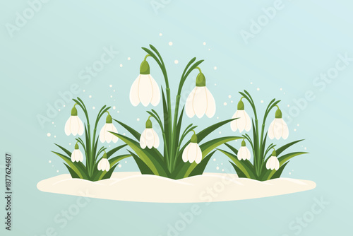 Spring snowdrops blooming in snow on blue background flat vector illustration.