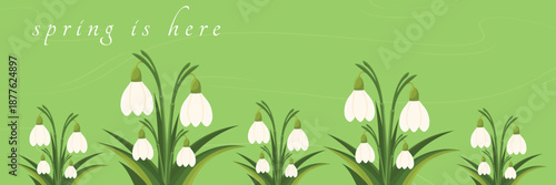 Horizontal wide background with white snowdrop flowers in flat style.