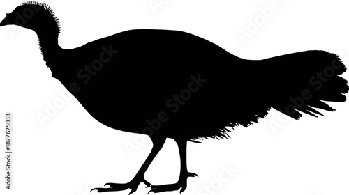 A silhouette of a bird, in black against a white backdrop, with a distinctive crest and tail feathers