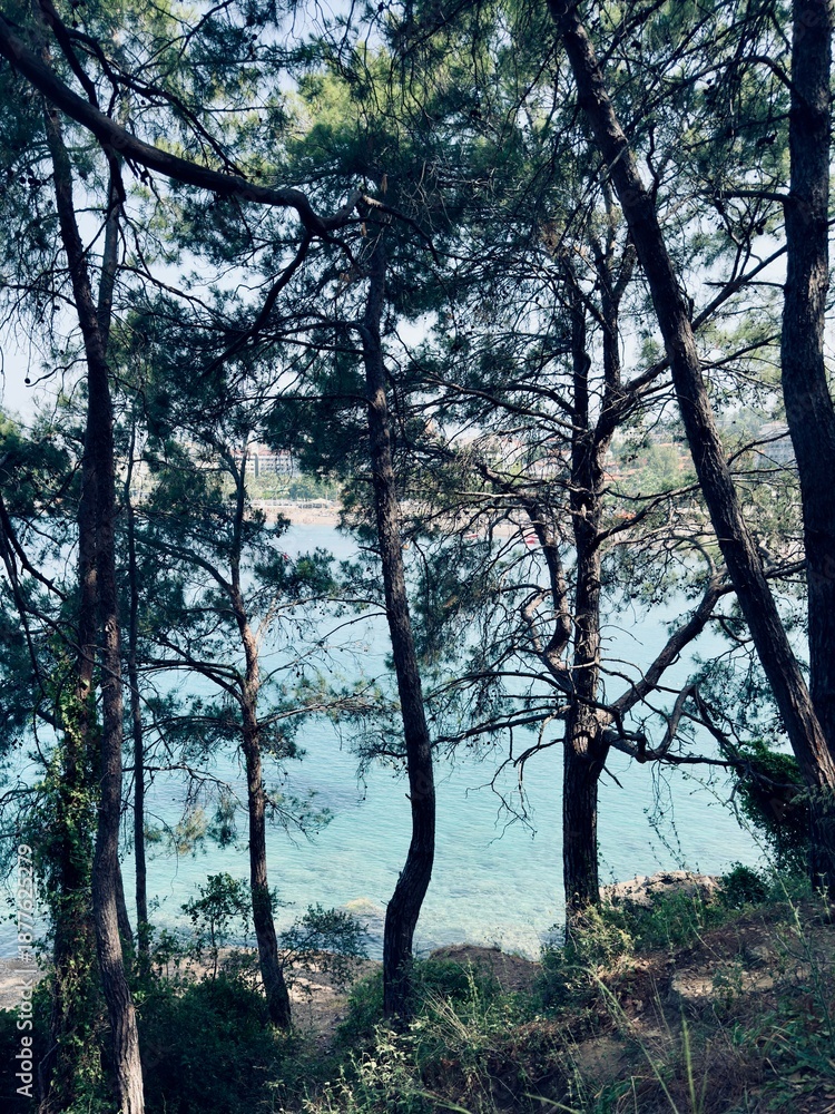 Fototapeta premium trees in the morning