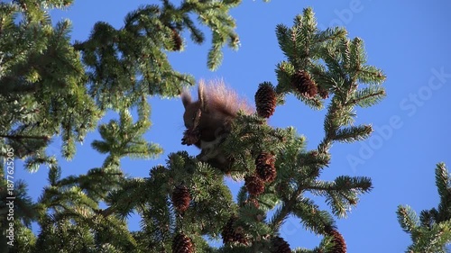 4K Squirrel Eating Fir Cone on Tree Branch, Chipmunk Eating in Forest, Wood View