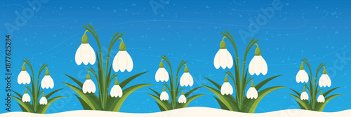 Spring snowdrops blooming in snow on blue background panoramic vector illustration banner.