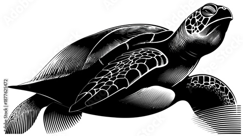 A black and white illustration of a sea creature swimming, detailed with crosshatching