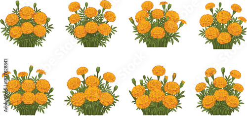 Beautiful marigold flower bouquet illustration set with eight different blooming styles, isolated on white background, perfect for floral decoration and designs
