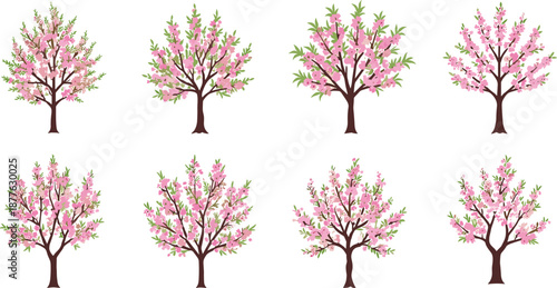 Beautiful pink cherry blossom trees vector illustration set with spring flowers, seasonal garden design, floral nature background, and blooming cartoon artwork