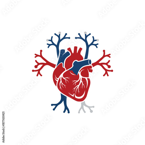 Detailed Medical Illustration of Human Heart and Circulatory System Anatomy
