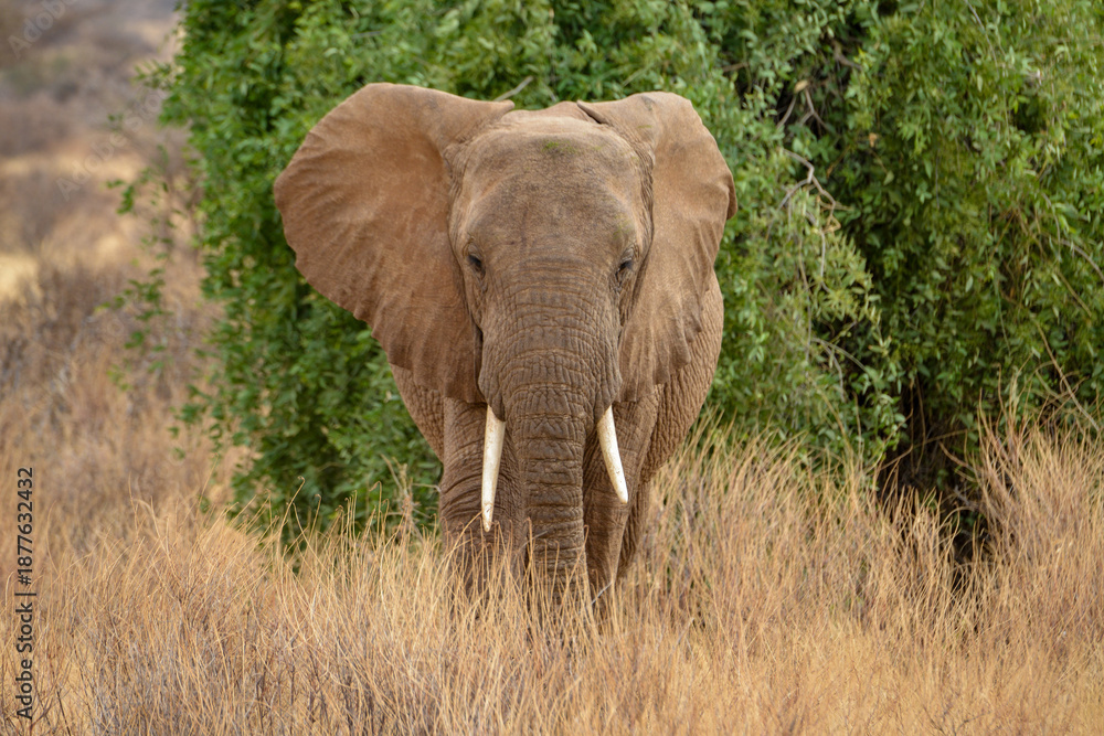 Fototapeta premium éléphant d'Afrique