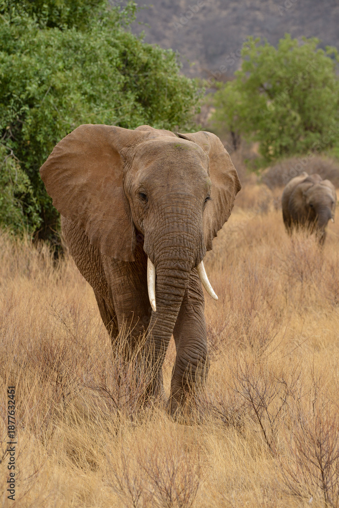 Fototapeta premium éléphant d'Afrique