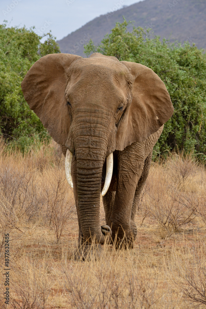 Obraz premium éléphant d'Afrique