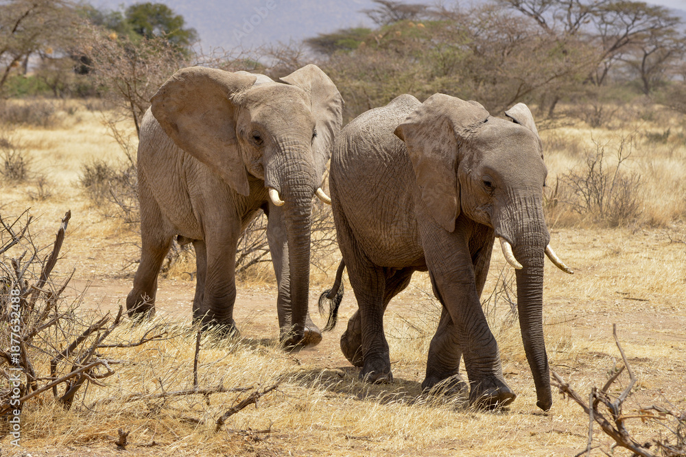 Fototapeta premium éléphant d'Afrique