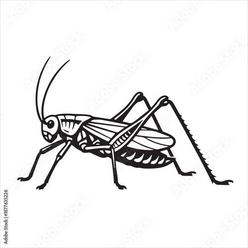 illustration vector of a katydid
