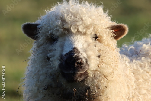 Greyface Dartmoor sheep in a field