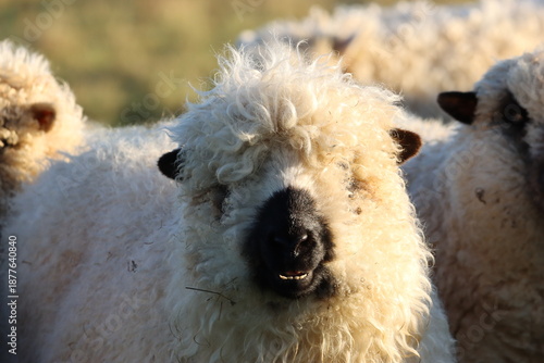 Greyface Dartmoor sheep in a field