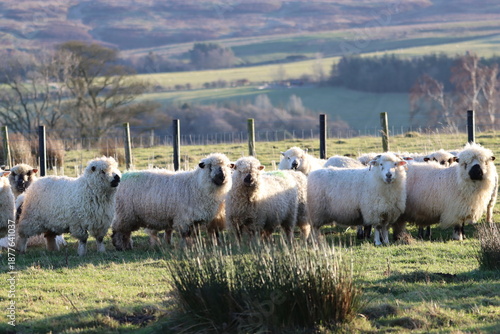 Greyface Dartmoor sheep in a field
