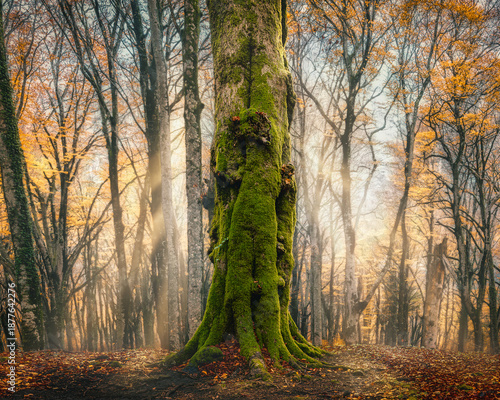 Covered Beech Tree in Autumn Forest