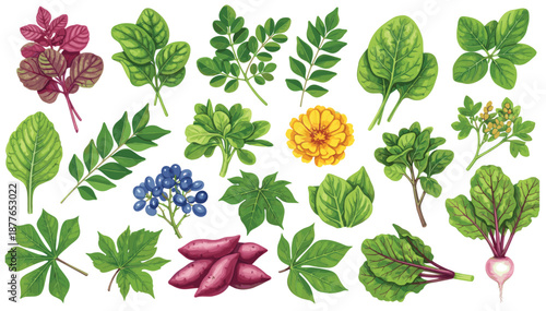 Colorful collection of illustrated organic vegetables, herbs, and leaves isolated on white background.