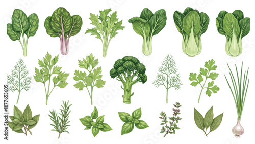 collection of green vegetables and culinary herbs isolated on white background.