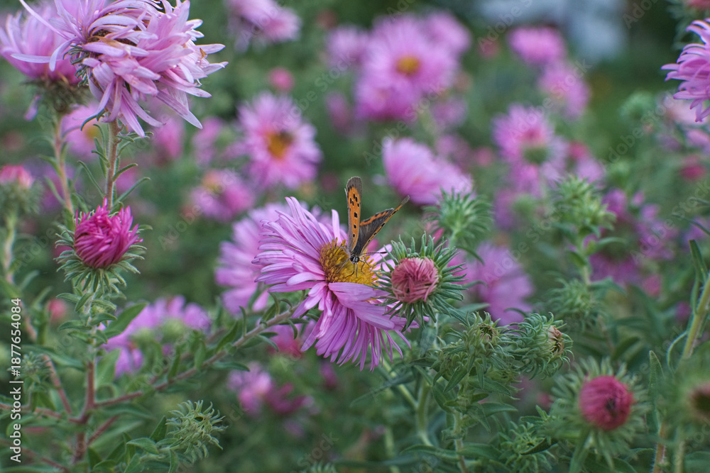 Obraz premium The butterfly Argo Bronzeo in the middle of the flowers of Astri in Italy