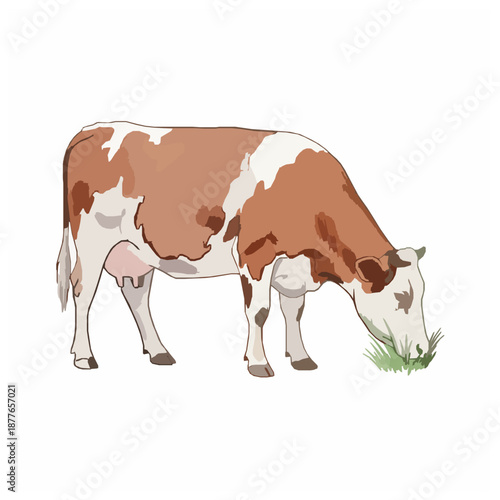 Watercolor brown and white cow grazing on grass vector illustration isolated on white