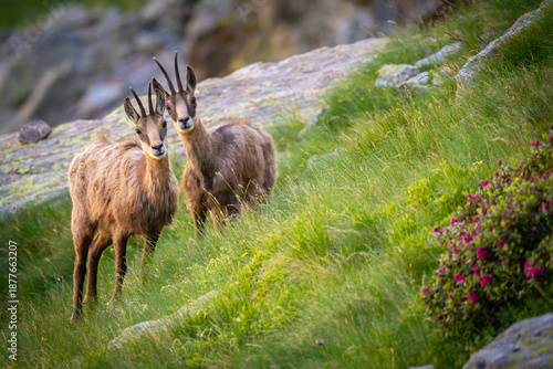Alpine wildlife: Two Chamois looking at camera in a mountain landscape with blooming rhododendrons.