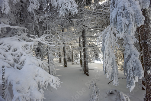Inside the Winter Forest – Deeply snow-covered pine trees in a frozen woodland