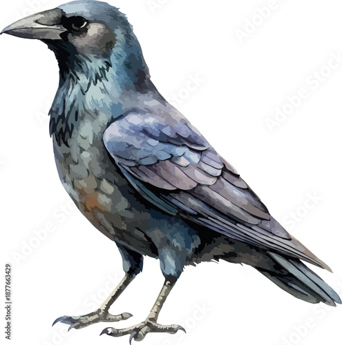 Dark Raven Bird Hand Painted Watercolor Vector Illustration