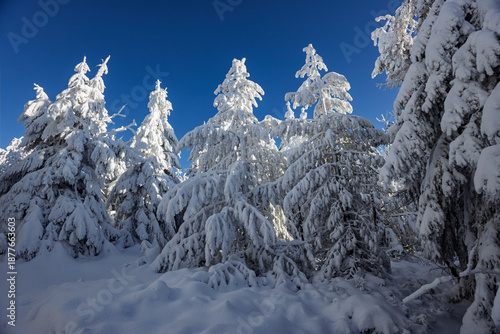 Winter Idyll – Deeply snow-covered fir trees against a bright blue sky