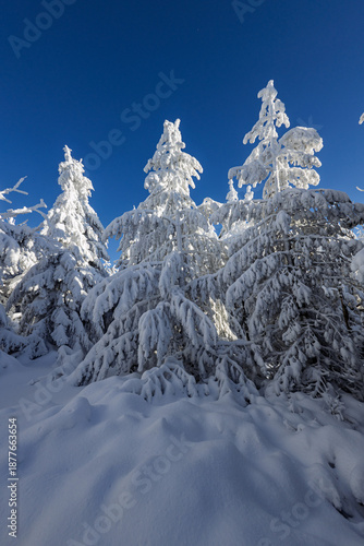 Winter Idyll – Deeply snow-covered fir trees against a bright blue sky