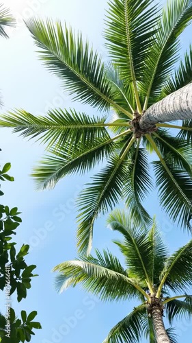 Wallpaper Mural Low angle view of green palm trees against a clear blue sky in a tropical setting with bright natural sunlight Torontodigital.ca