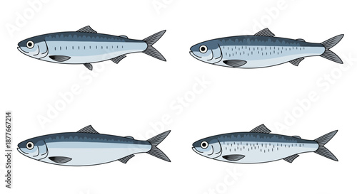 School of sardines or anchovies swimming in different directions