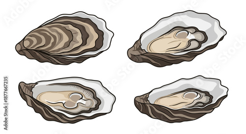 Four oysters open shell with pearls inside on black background