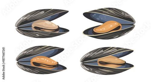 Detailed mussel shells opening to reveal inner texture and color