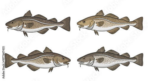 Four striped bass fish swimming in different directions on black