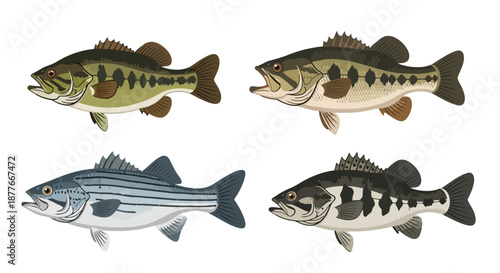 Four different types of fish on black background for aquatic designs