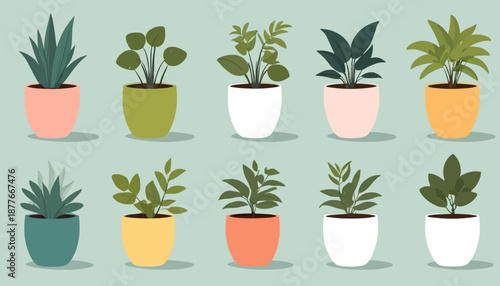 vector of plant on the pot