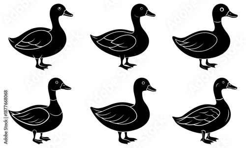 Five Black Ducks Silhouettes on White Background