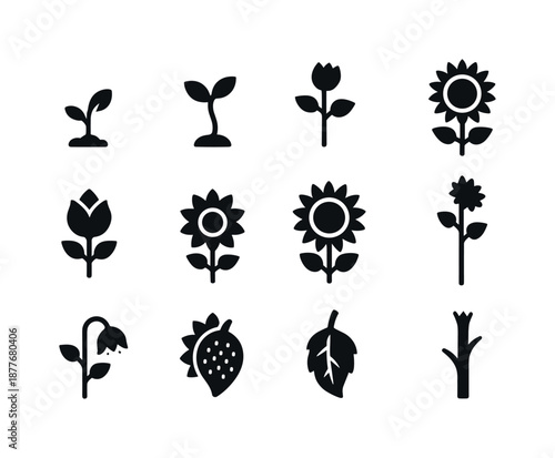 Sunflower Growth Icons. Sunflower stages. Solid icon set of Sunflower stages: seedling, small sprout, first leaves, early bud, closed flower, half bloom, full