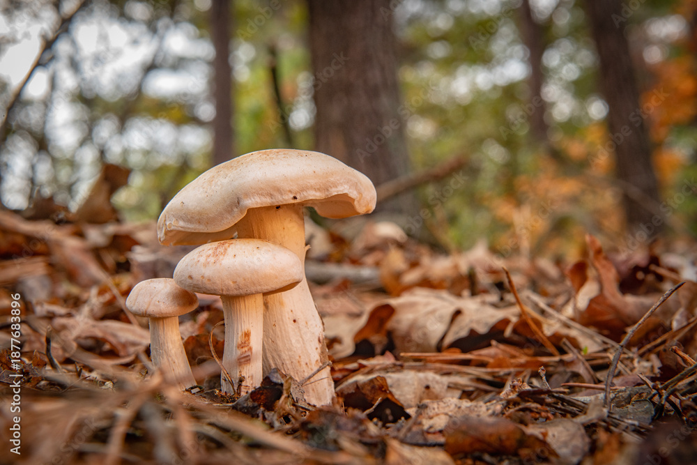 Fototapeta premium Wild mushrooms in the forest during autumn in the Netherlands.