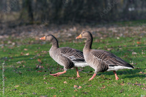A pair of adult greylag geese (Anser anser) walking side by side in a meadow