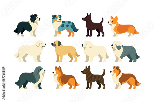 Farm Dog Vector Icons. Farm Dog Breeds. Colorful flat vector icons set of Farm Dog Breeds: border collie, australian shepherd, kelpie, corgi herder, great