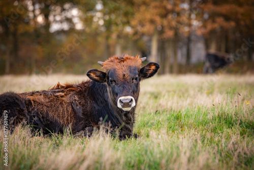 Tauros (cow ) in the forest in the Netherlands