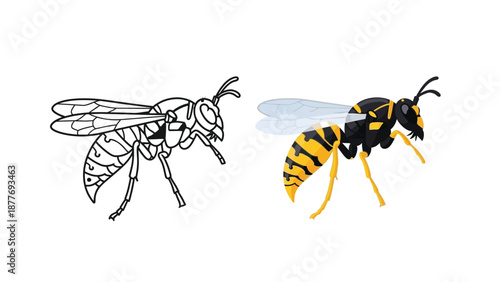 Vector illustration set displaying a black and yellow striped wasp in both a detailed coloring book outline and a fully colored cartoon style