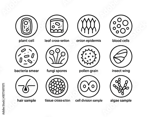 Biology Slide Icons. Biology Slide Samples. Line icon set of Biology Slide Samples: plant cell, leaf cross-section, onion epidermis, blood cells, bacteria