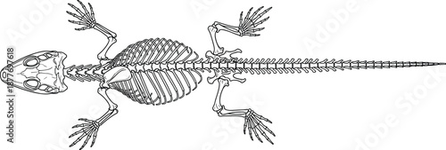 Detailed dorsal view of lizard skeleton anatomy showcasing skull, spine, limbs, and tail structure for zoology, paleontology, and reptile biology educational use
