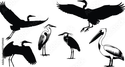 Heron and pelican bird silhouette set showing flying and standing poses, elegant wetland wildlife collection isolated black white vector illustration