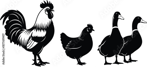 Farm animal silhouettes rooster chicken and ducks standing together poultry livestock illustration isolated on white background rural agriculture design